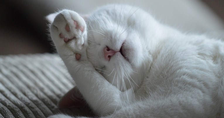 Veterinarka upozorava vlasnike: Mački su morali amputirati uši zbog raka kože