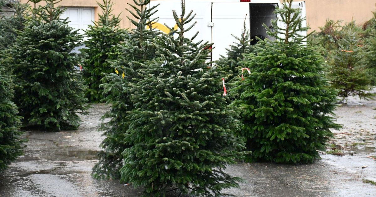 Uvoz božićnih drvaca porastao za 70 posto