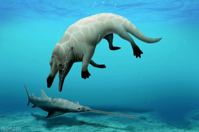 U Egiptu otkriven fosil nove vrste kita s četiri noge