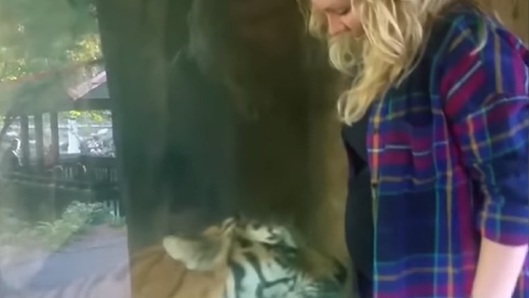 Trudnica je htjela fotku s tigricom, a onda je velika mačka vidjela njen trbuh...
