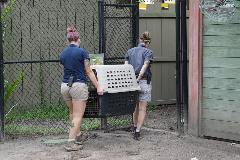 Desetak djelatnika ZOO-a u Tampi uragan Milton dočekalo sa životinjama