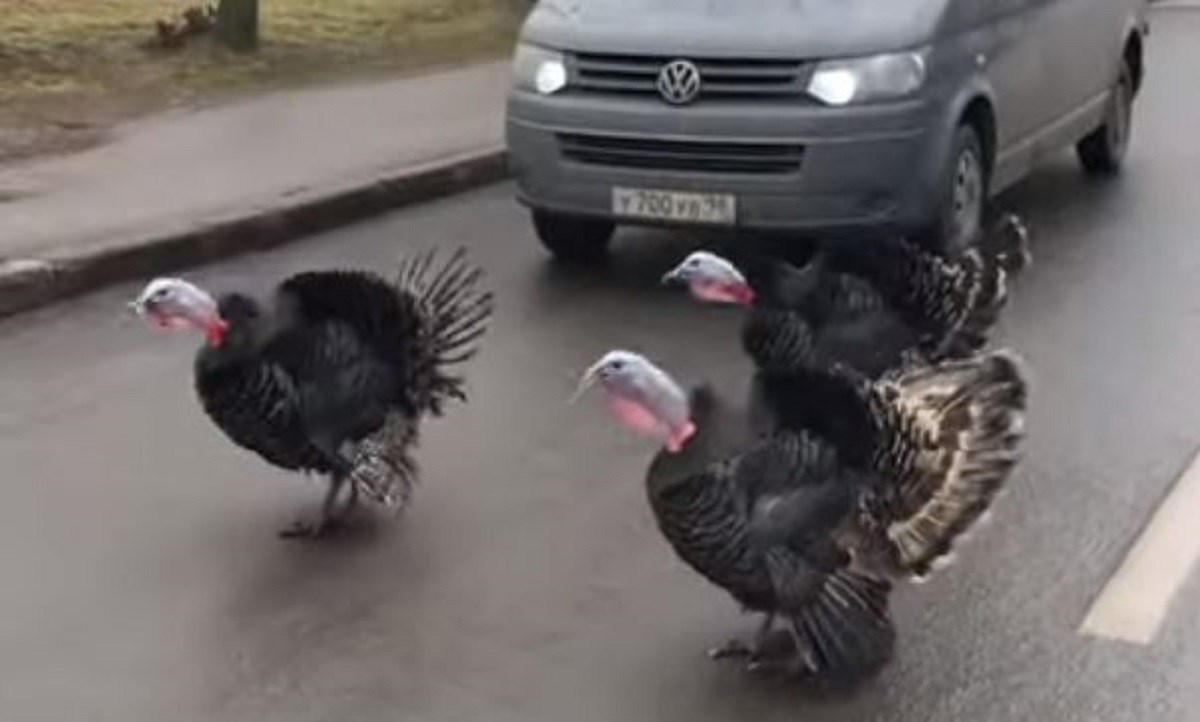 Trubio puricama koje su prelazile cestu, njihova reakcija nasmijala mnoge