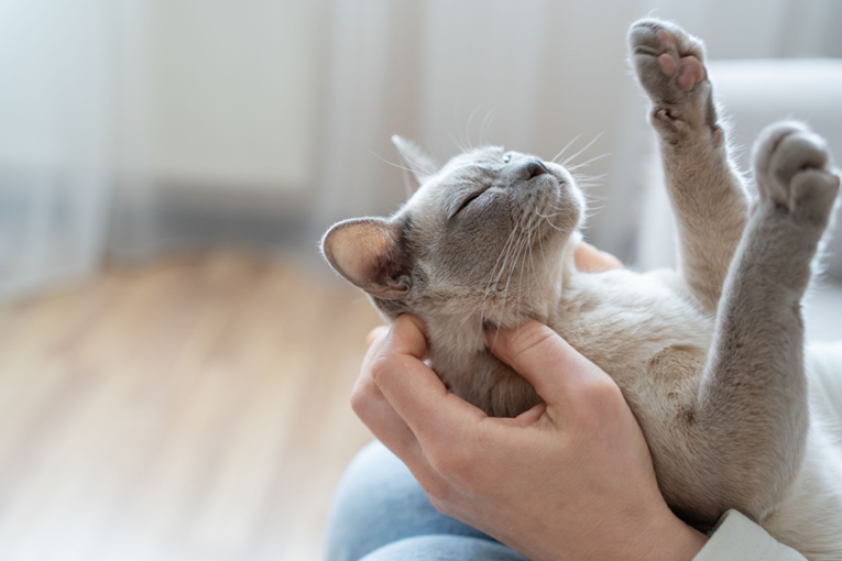 Kako nam mačke mogu pomoći u borbi sa stresom?