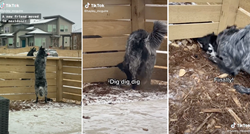 Psi susjedi iskopali rupu ispod ograde kako bi mogli biti zajedno
