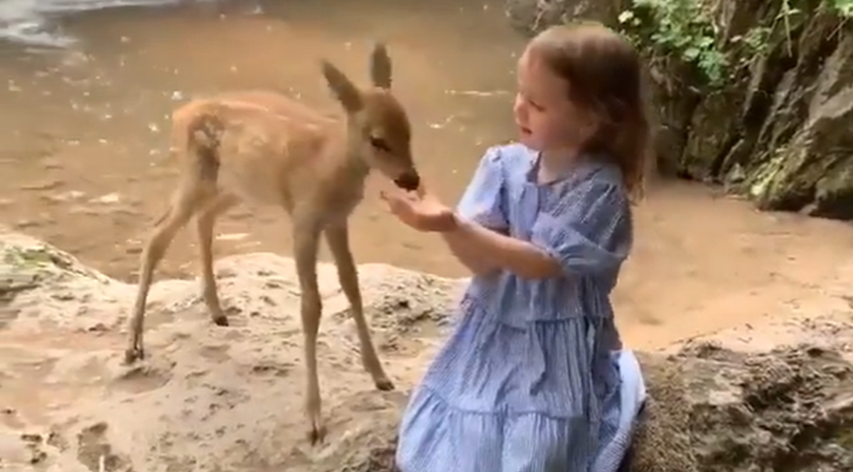 "Kao iz Disneyjeve bajke": Snimka djevojčice koja hrani lane će vas rastopiti