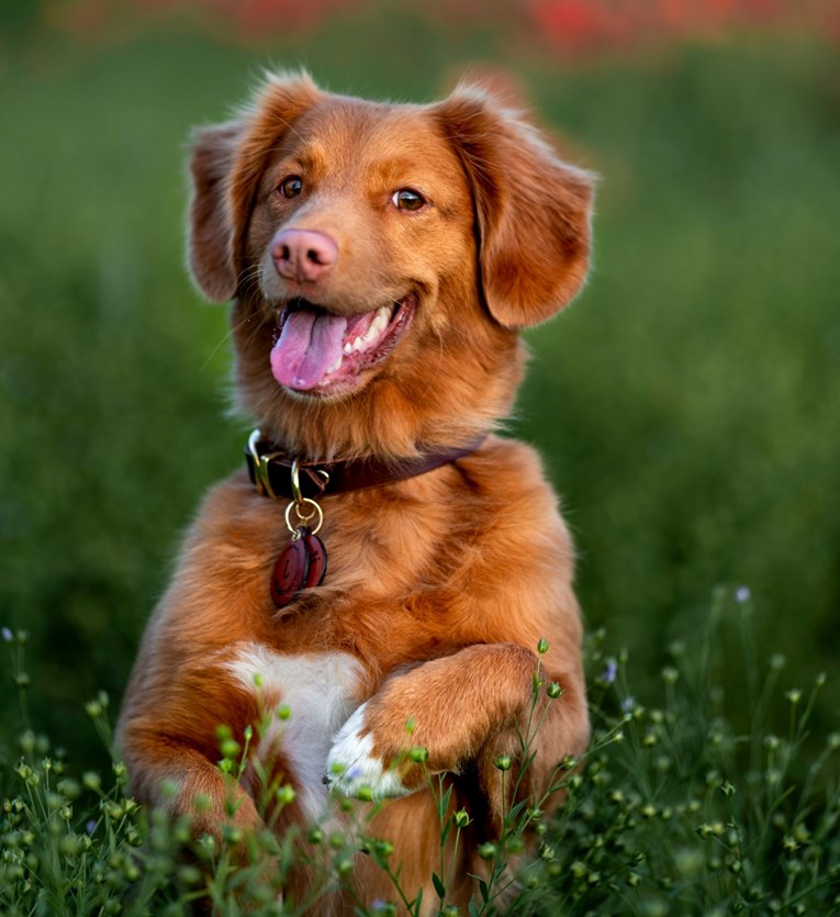 Jednostavne svakodnevne navike koje usrećuju pse