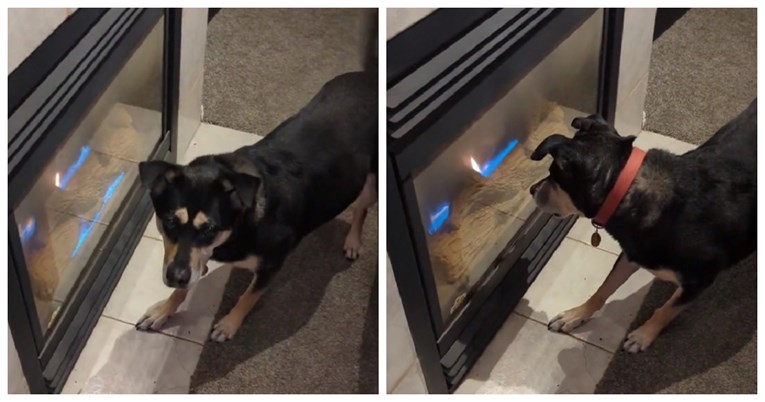 VIDEO Ovaj pas ima jednu neobičnu opsesiju koja je nasmijala ljude do suza