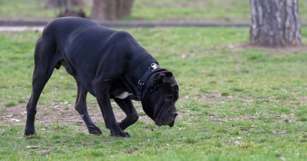 Zašto psi njuškaju sve oko sebe?