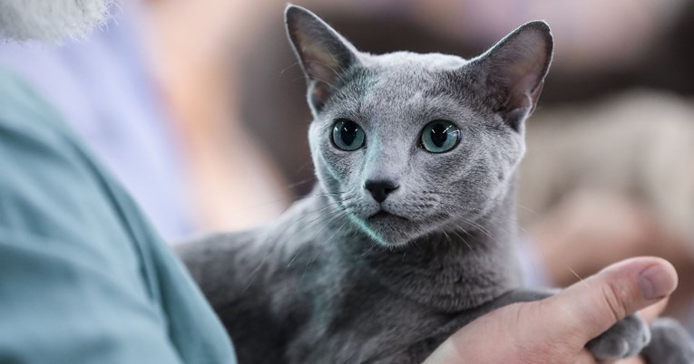 Više od 100 mačaka stiže u Zagreb, među njima i najtrofenije mačke iz regije