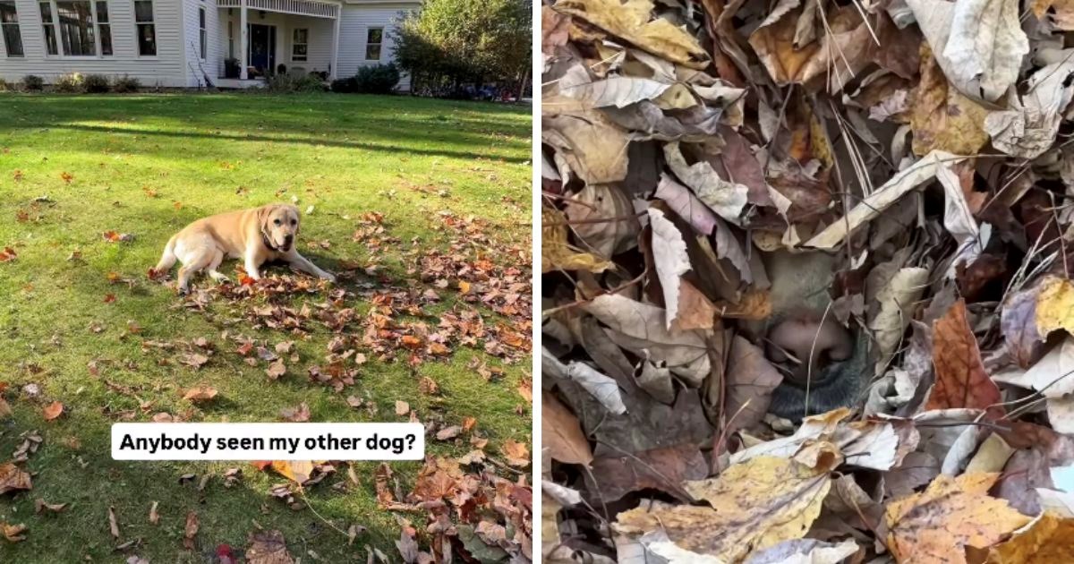 Nestašna labradorica sakrila se u hrpi lišća, vlasnik se pravio da je ne može pronaći