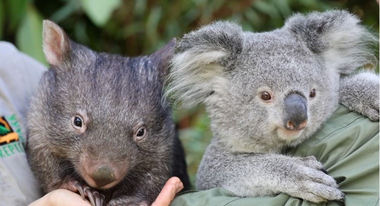 Koala i vombat dijelili su dom tijekom karantene pa postali najbolji prijatelji