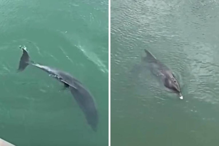 Institut: Dupinka u rijeci Jadro u opasnom je zdravstvenom stanju