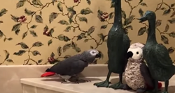 Papiga Einstein odlučila je druge ptice naučiti neke stvari i to zvuči presmiješno