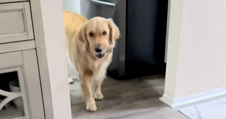 Pas nije pokazao trunku grižnje savjesti nakon što je napravio pravi kaos u kupaoni