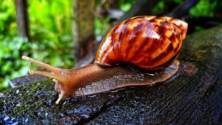 Sve više Europljana kao kućne ljubimce drži opasne divovske puževe
