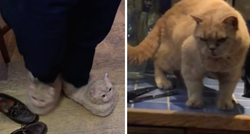 Mačka jednim pogledom jasno dala do znanja što misli o novim papučama vlasnika