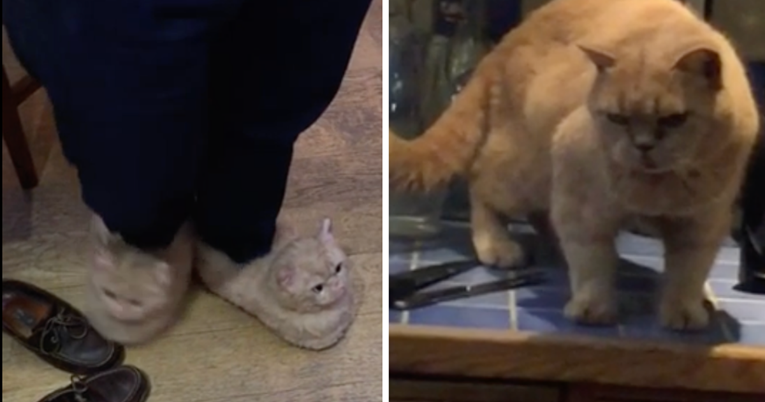 Mačka jednim pogledom jasno dala do znanja što misli o novim papučama vlasnika