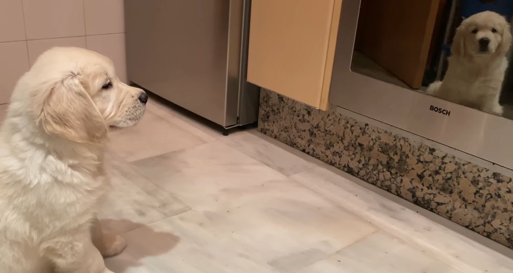 Štene zlatnog retrivera prepalo se vlastitog odraza u pećnici