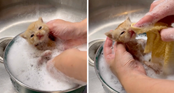 Vlasnica okupala mačića u loncu, preslatki prizor osvojio je srca tisuća