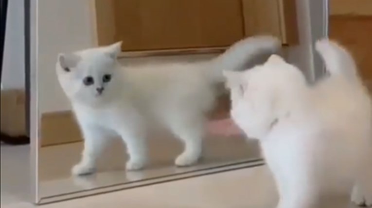 VIDEO Reakcija mačića na vlastiti odraz u ogledalu je urnebesna