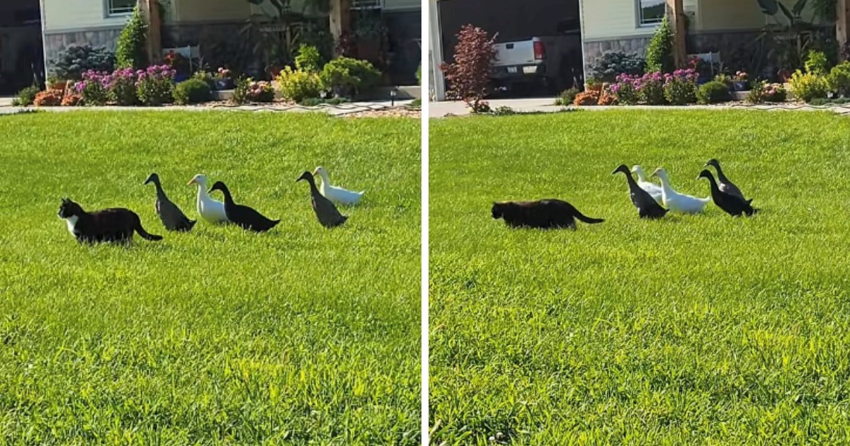 "Njihov neustrašiv vođa": Žena snimila patke koje u stopu prate njezinu mačku