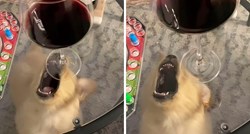 Retriver zubima pokušava dohvatiti čašu vina i ne vidi prepreku koja mu to ne dopušta