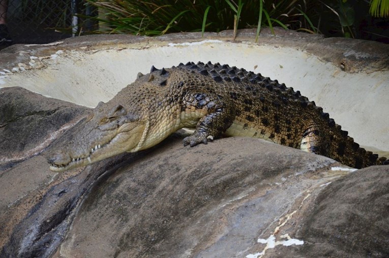 Krokodil zgrabio radnicu u ciriškom zoološkom vrtu, ubili ga