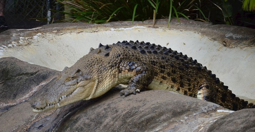 Krokodil zgrabio radnicu u ciriškom zoološkom vrtu, ubili ga