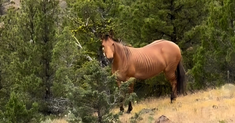 Jeste li ikada čuli za zorse? Upoznajte mješanca konja i zebre