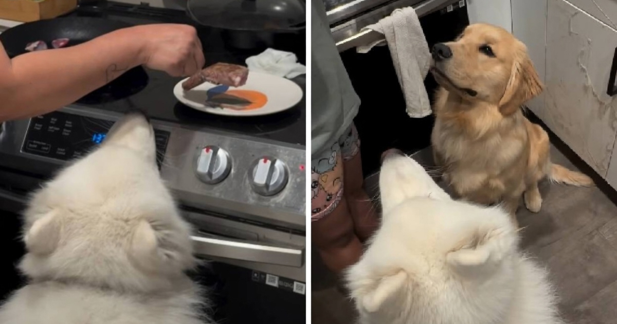 Samojed i zlatni retriver strpljivo čekaju svoj odrezak u kuhinji. Video je presladak
