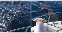 Druga najveća vrsta ribe: Plovio Istrom pa ispod broda ugledao ogromnog morskog psa