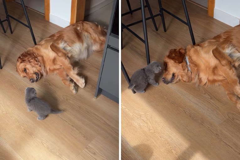 Simpatični "napad" mačića na psa postao hit, pogledajte video