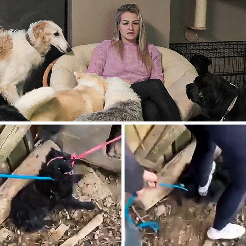 VIDEO Ženu koja spašava pse optužuju da ih zlostavlja. Bili smo kod nje, pogledajte