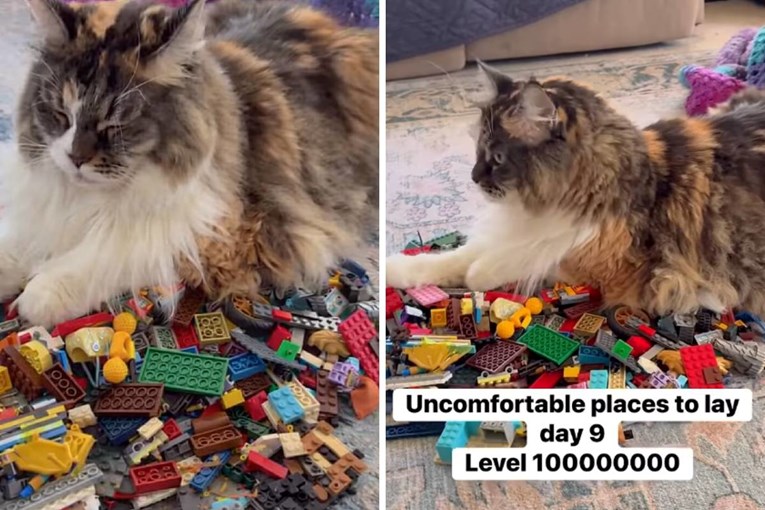 Maine Coon mačka leži na hrpi Lego kocaka i nitko živ ne razumije zašto
