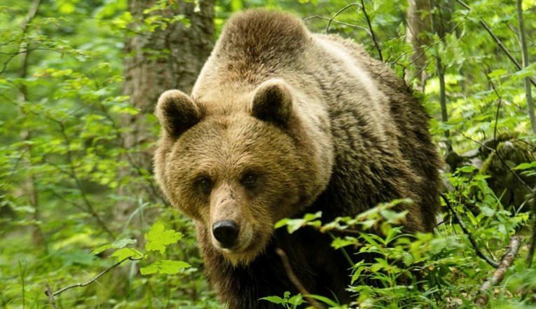 U Japanu viđen medvjed sa čizmama u ustima. Blizu nađena ljudska glava 