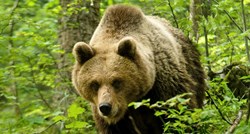 U Japanu viđen medvjed sa čizmama u ustima. Blizu nađena ljudska glava