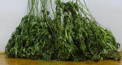 FOTO U Dalmaciji uzgajao stabljike marihuane, neke su bile visoke dva metra