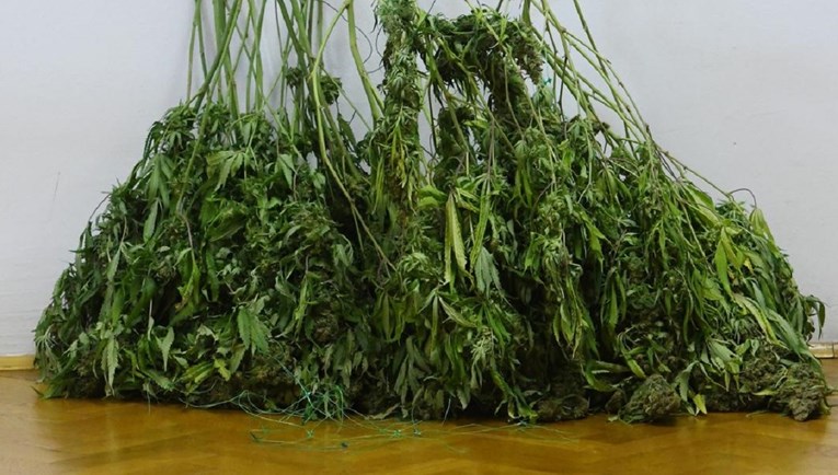FOTO U Dalmaciji uzgajao marihuanu na plantaži, stabljike bile visoke i do dva metra