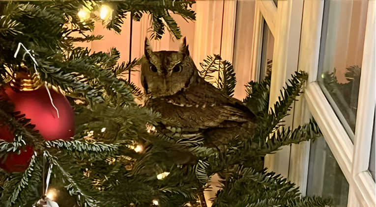 Sova se skrila u božićno drvce, nitko je nije skužio četiri dana