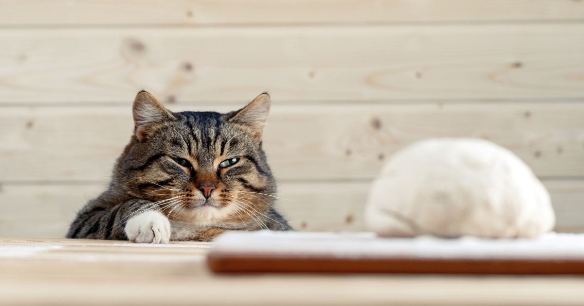 Smiju li mačke jesti tjesteninu?