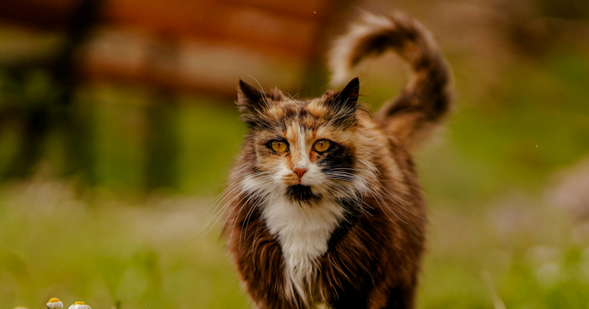 Govor tijela mačke: Što znači položaj repa?