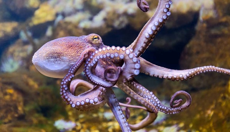 Otkrivena čudna sličnost između mozga hobotnica i ljudi: "Možda su zato tako pametne"
