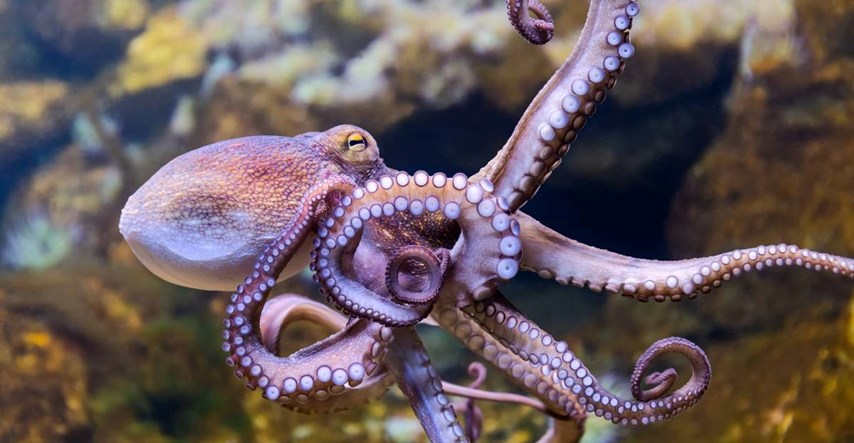 Znanstvenici otkrili nevjerojatnu sličnost između mozga hobotnica i ljudi