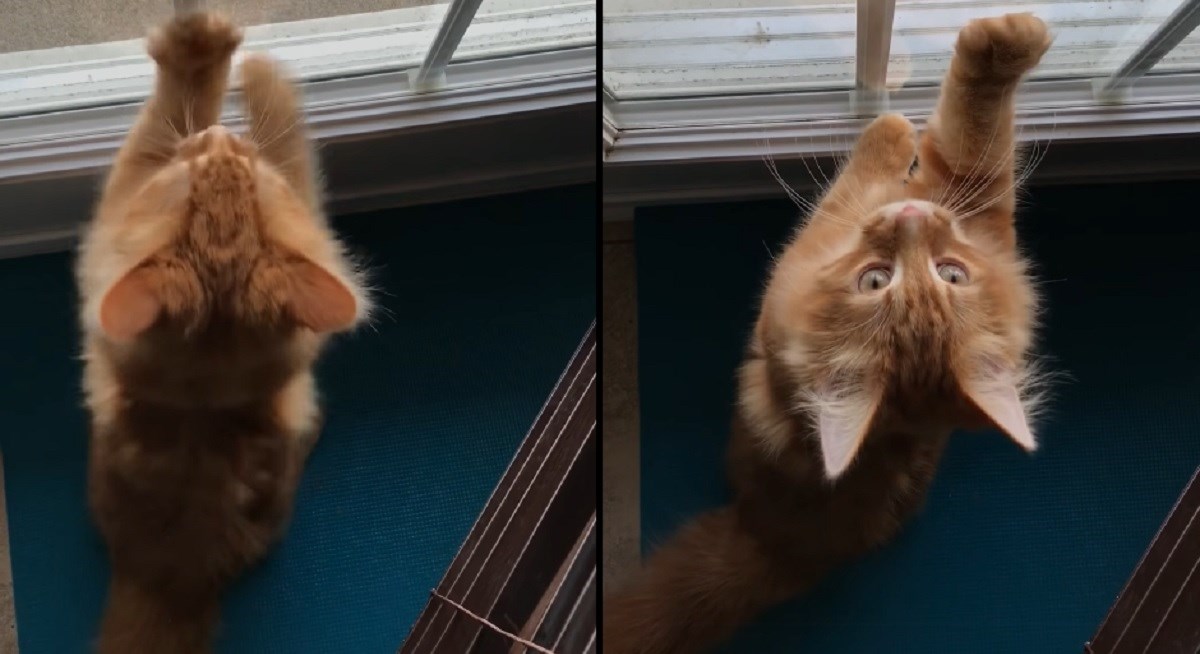 VIDEO Ovaj mačak baš je bio uzbuđen tijekom lanjskog Božića