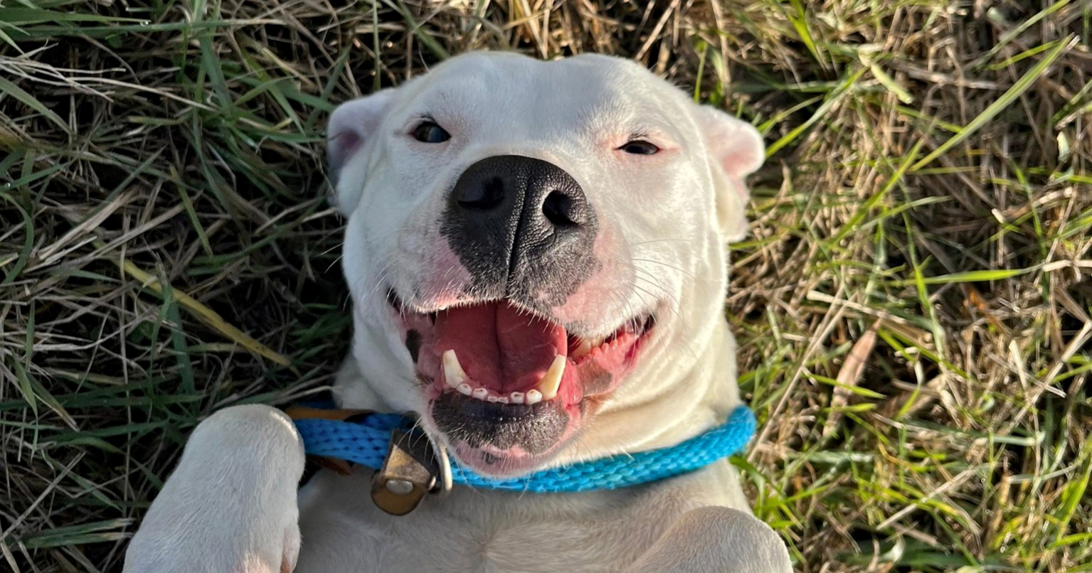 Uljepšajte nasmijanoj Heri blagdane. Traži svoj zauvijek dom