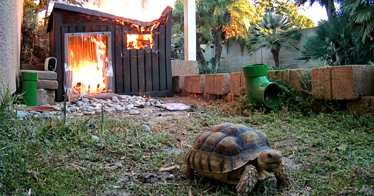 Brza kornjača za dlaku izbjegla požar koji je progutao njezin dom