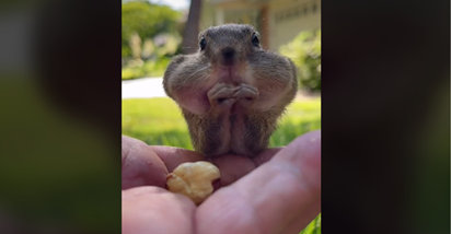 Najpopularnija vjeverica na Tiktoku: Video kako jede pogledalo 280 milijuna ljudi