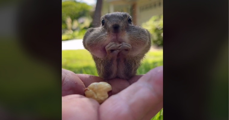Ovo je najpopularnija vjeverica na TikToku, snimke joj broje milijunske preglede