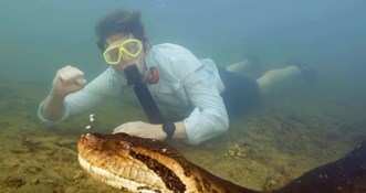 VIDEO Divovska anakonda pronađena mrtva. Biolog koji je plivao s njom: Ubili su je