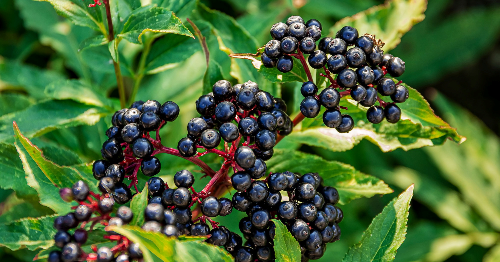 Kakve prednosti za zdravlje imaju bobice bazge?